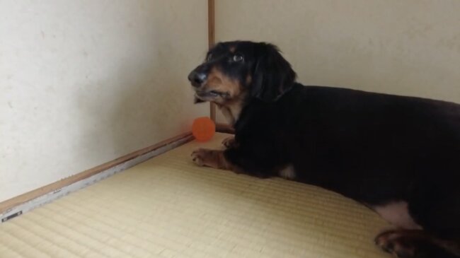 ダックスフンド,動画