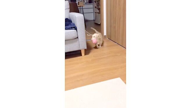 ダックスフンド,動画