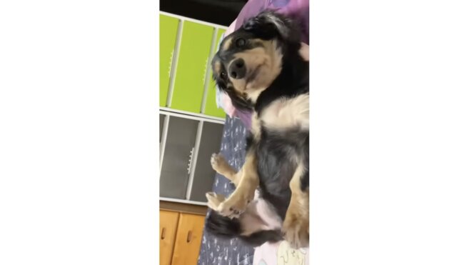 ダックスフンド,動画