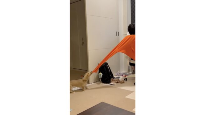 ダックスフンド,動画