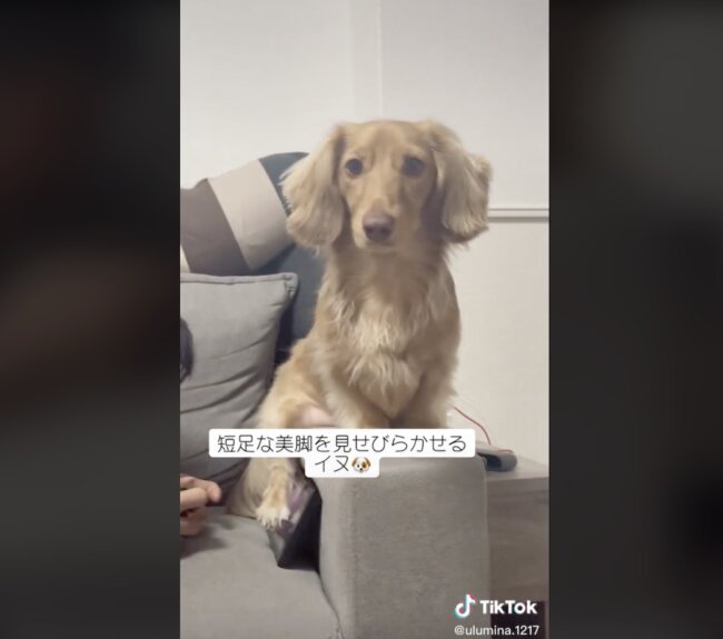 ダックスフンド,動画