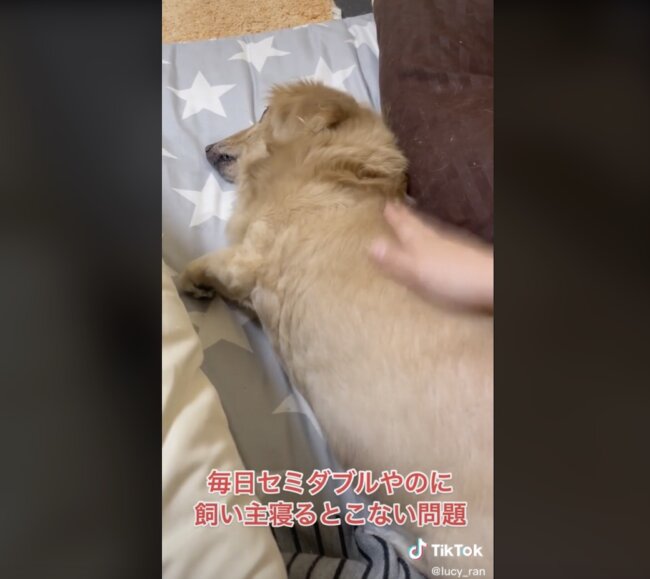 ダックスフンド,動画