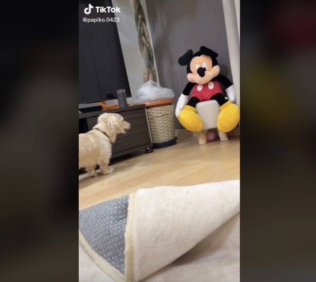 ダックスフンド,動画