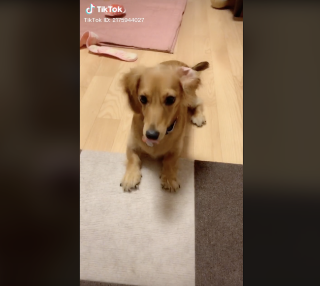 ダックスフンド,動画