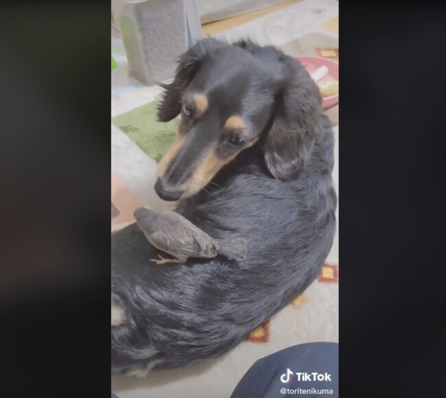 ダックスフンド,動画