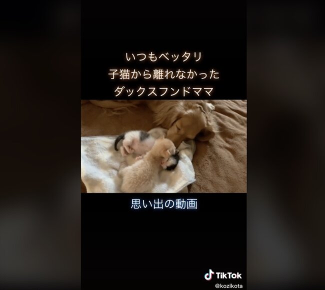 ダックスフンド,動画