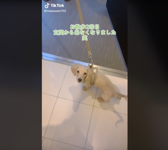 ダックスフンド,動画