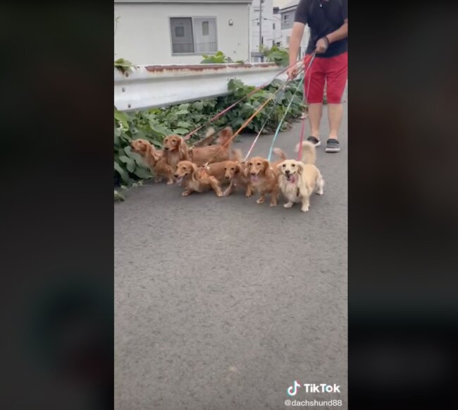 ダックスフンド,動画