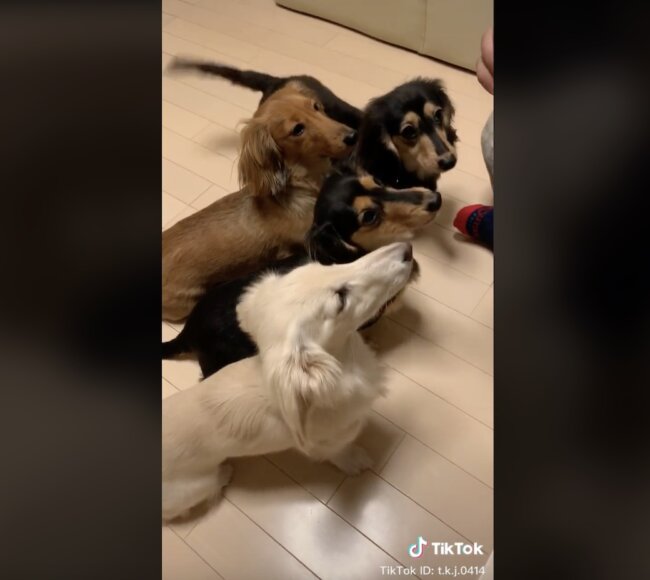 ダックスフンド,動画