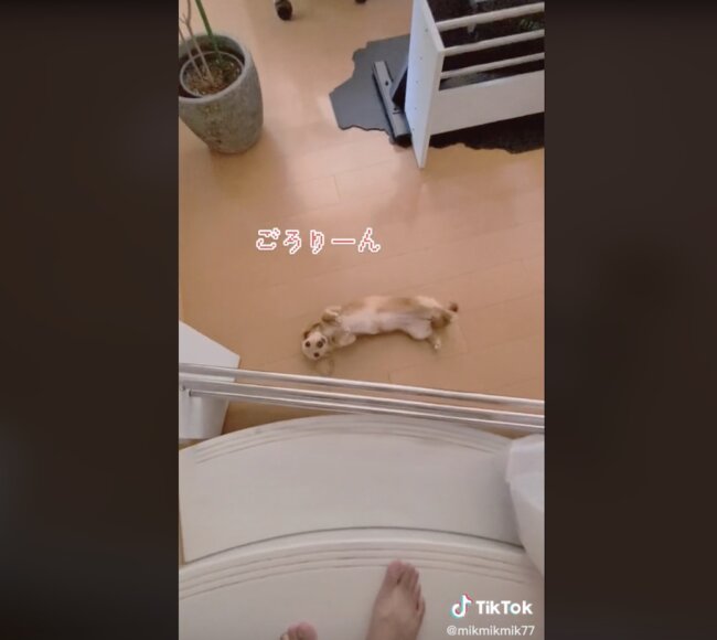 ダックスフンド,動画