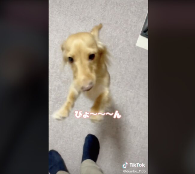 ダックスフンド,動画