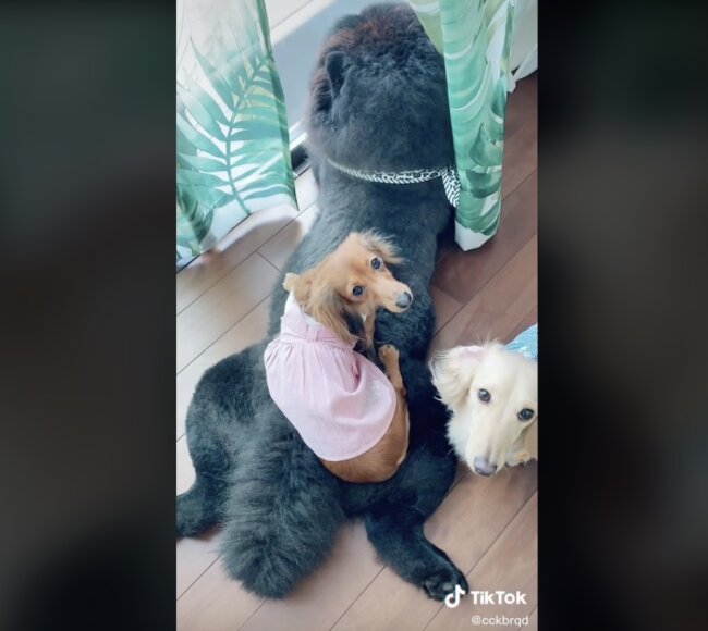 ダックスフンド,動画