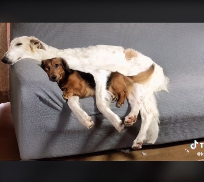 ダックスフンド,動画