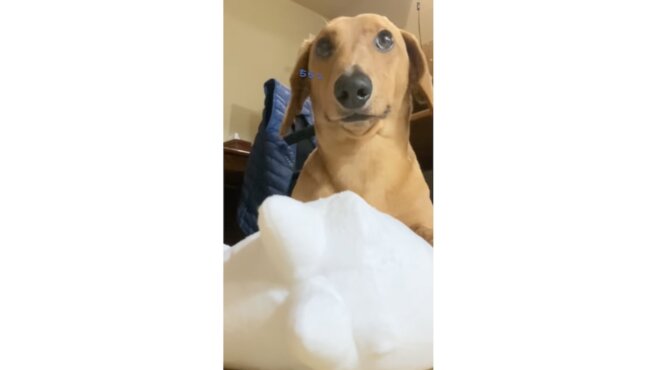 ダックスフンド,動画