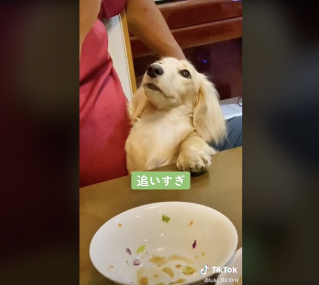 ダックスフンド,動画