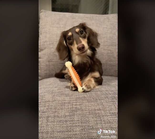 ダックスフンド,動画