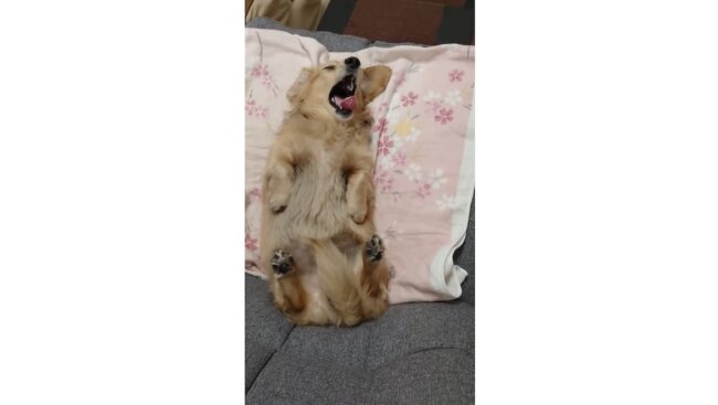 ダックスフンド,動画