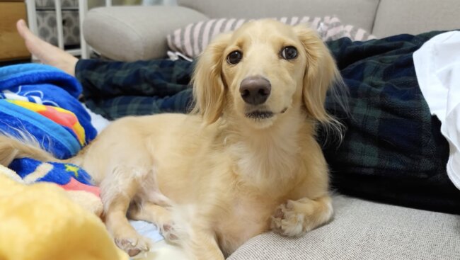 ダックスフンド,動画