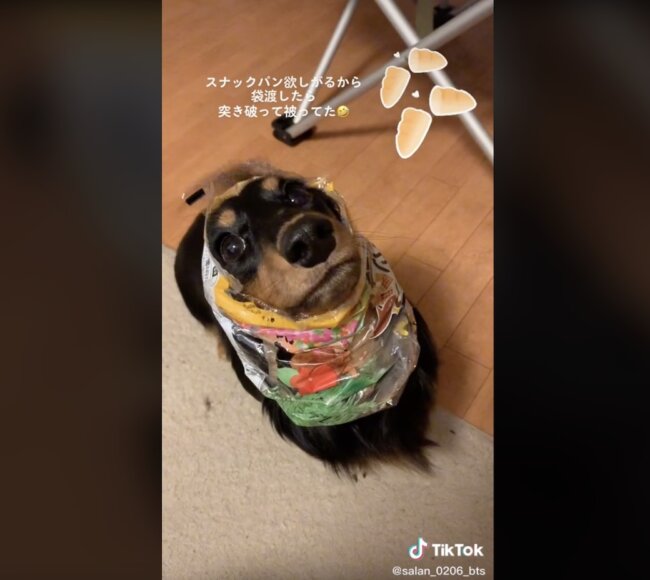 ダックスフンド,動画