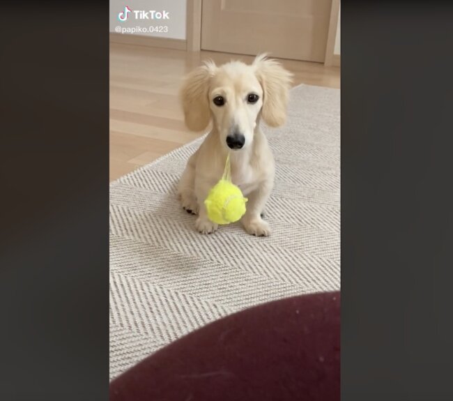 ダックスフンド,動画