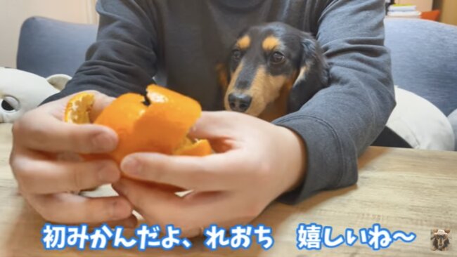 ダックスフンド,動画