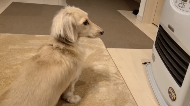 ダックスフンド,動画