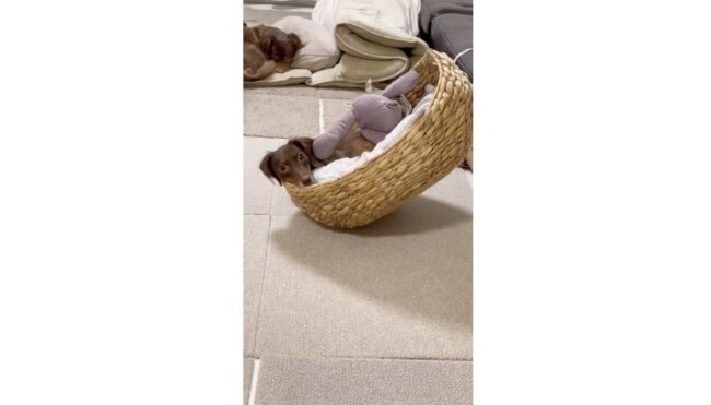 ダックスフンド,動画