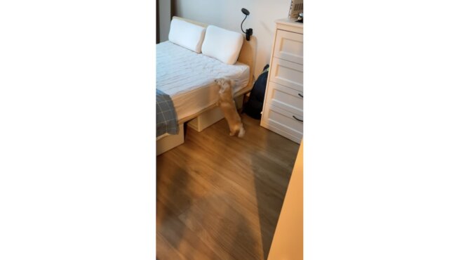 ダックスフンド,動画