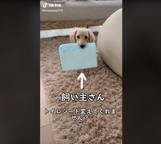 ダックスフンド,動画