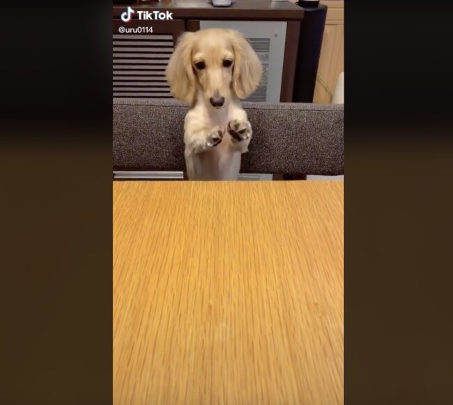 ダックスフンド,動画