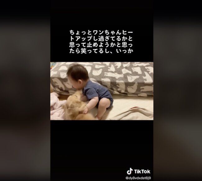 ダックスフンド,動画