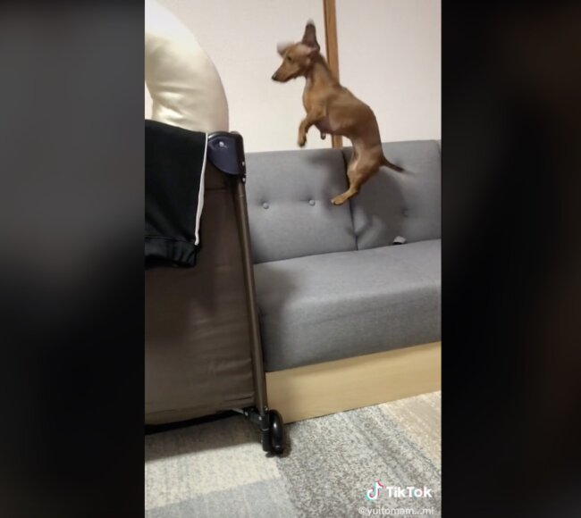 ダックスフンド,動画