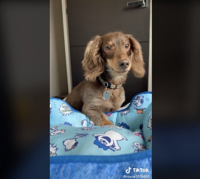 ダックスフンド,動画