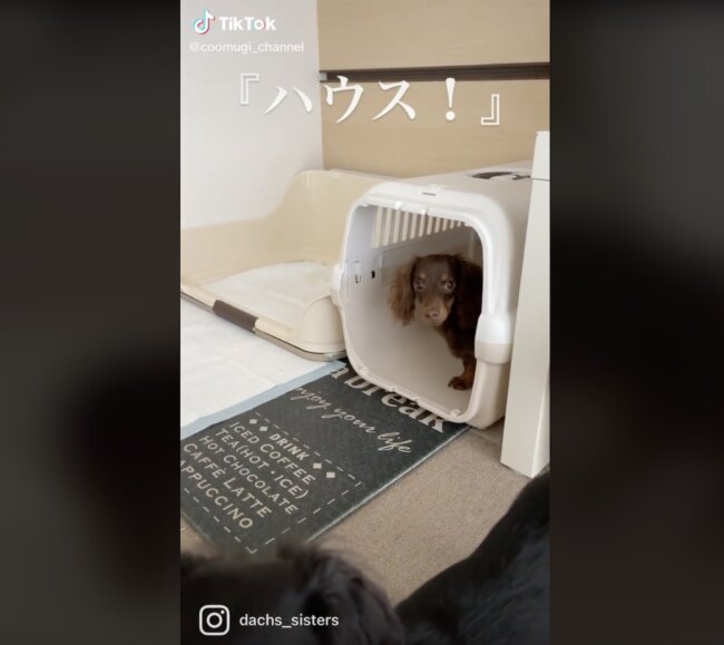 ダックスフンド,動画