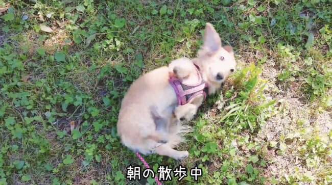 ダックスフンド,動画