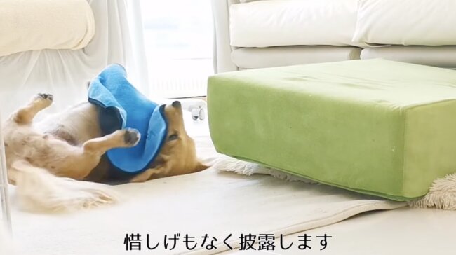 ダックスフンド,動画