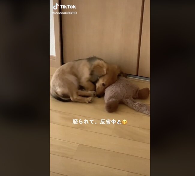 ダックスフンド,動画