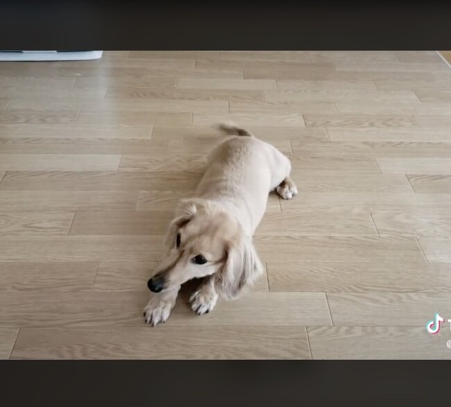 ダックスフンド,動画