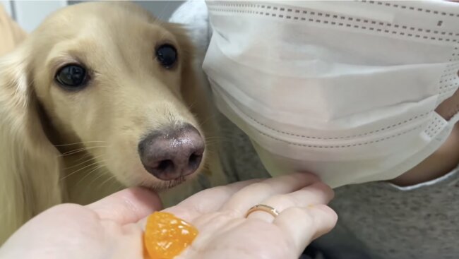 ダックスフンド,動画