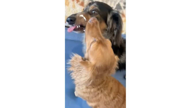 ダックスフンド,動画