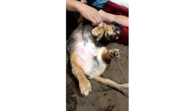 ダックスフンド,動画