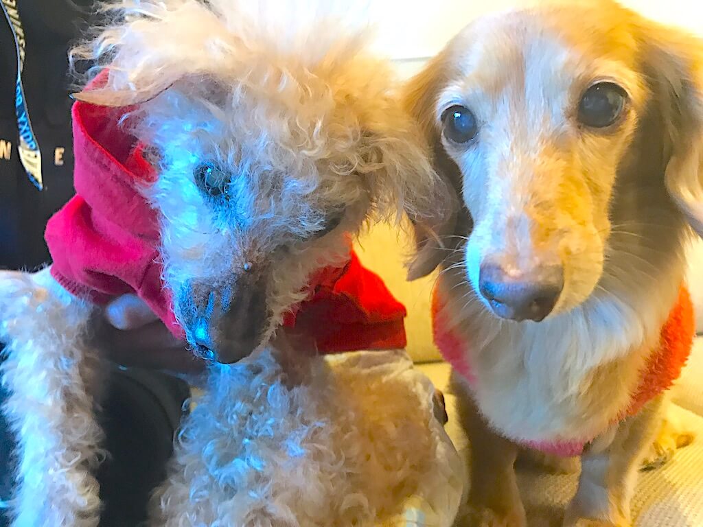 トイプードルとダックス