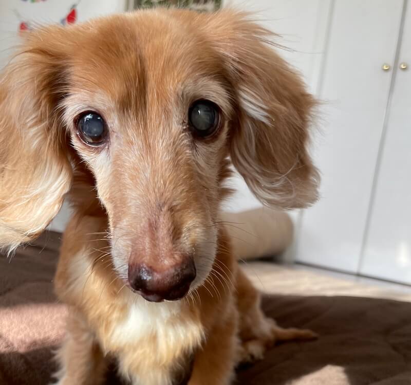 ダックスフンド