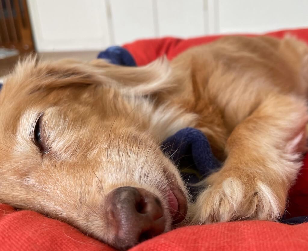 ミニチュアダックス