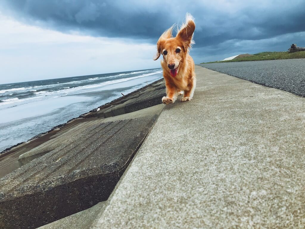 ダックスフント