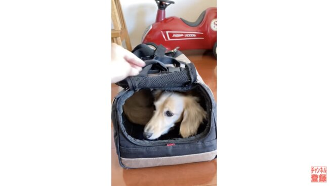 ダックスフンド,動画