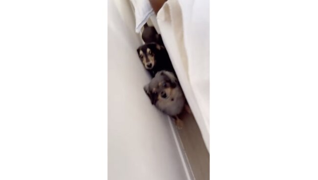 ダックスフンド,動画