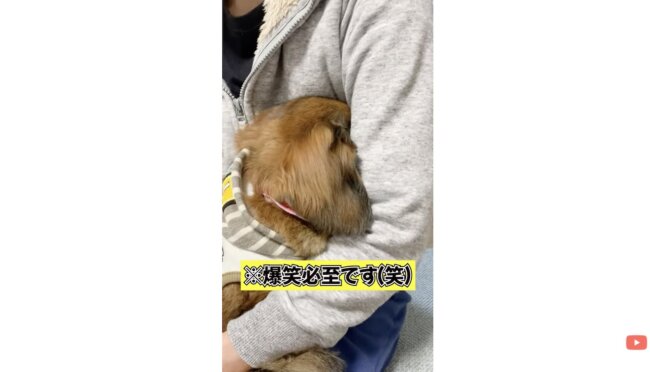 ダックスフンド,動画