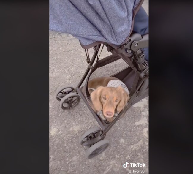 ダックスフンド, 動画