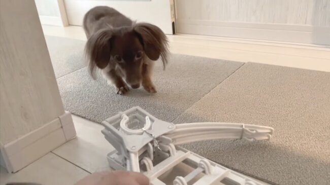 ダックスフンド,動画